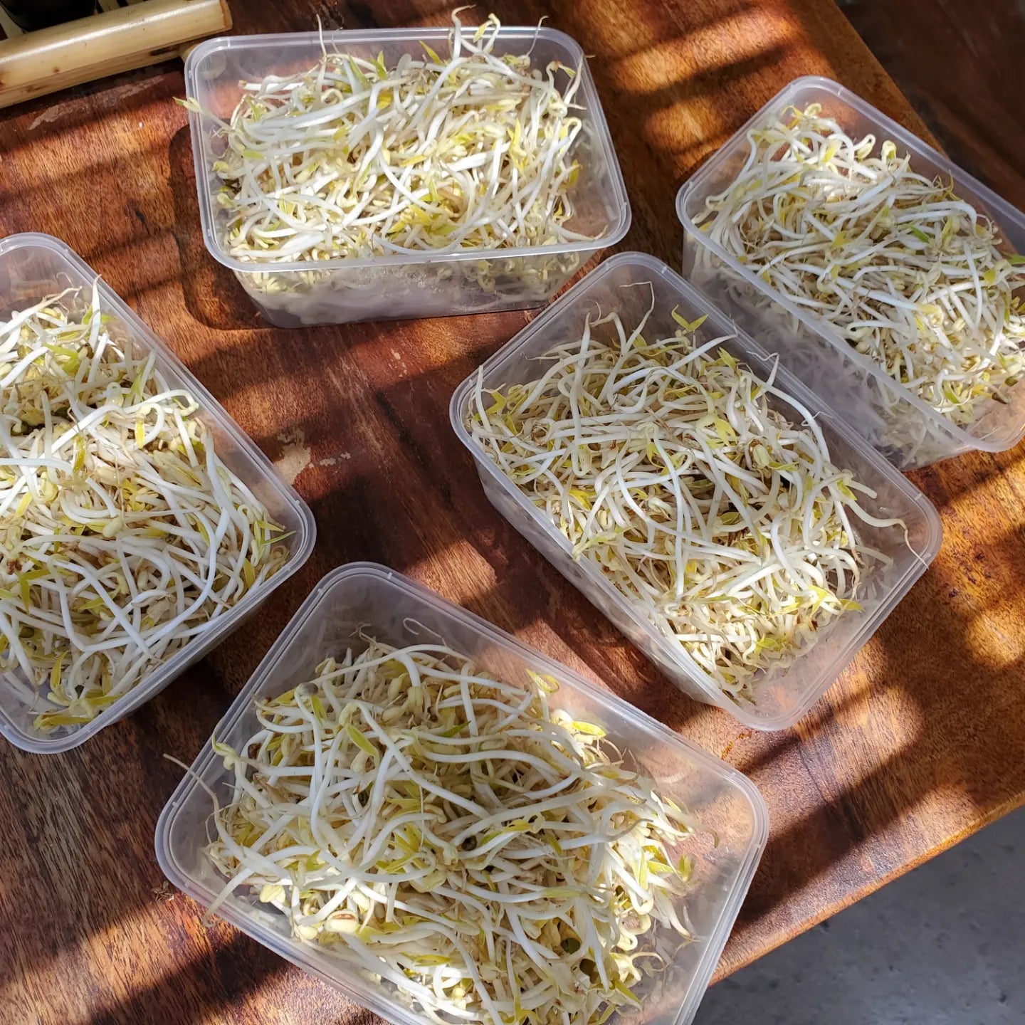 DUYEN - Bean sprout 100gr